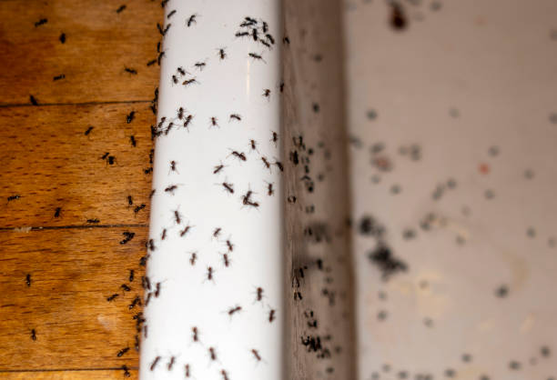Best Pest Control for Businesses  in Port Charlotte, FL
